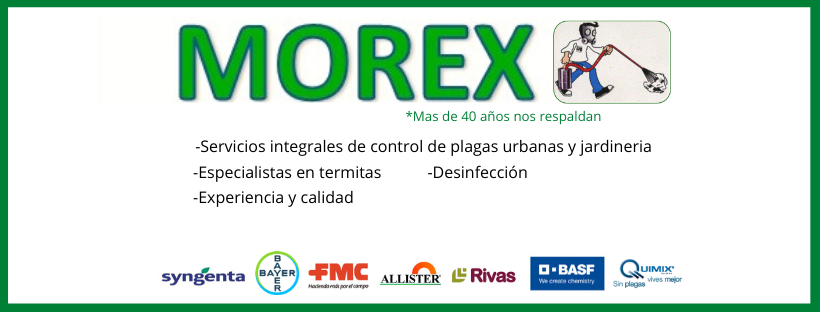 morex_banner_principal