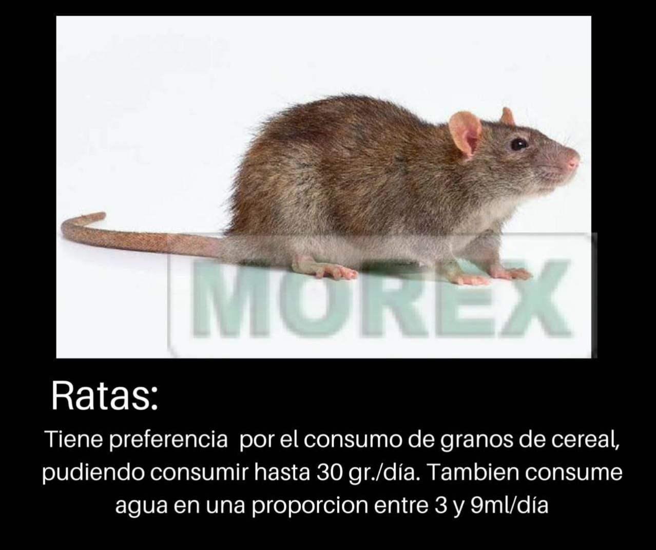 morex_ratas