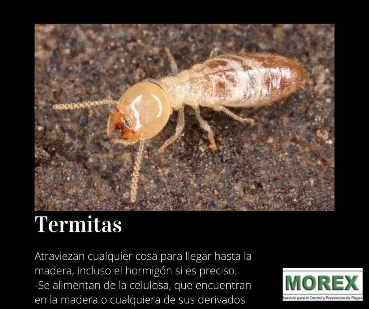 morex_termitas