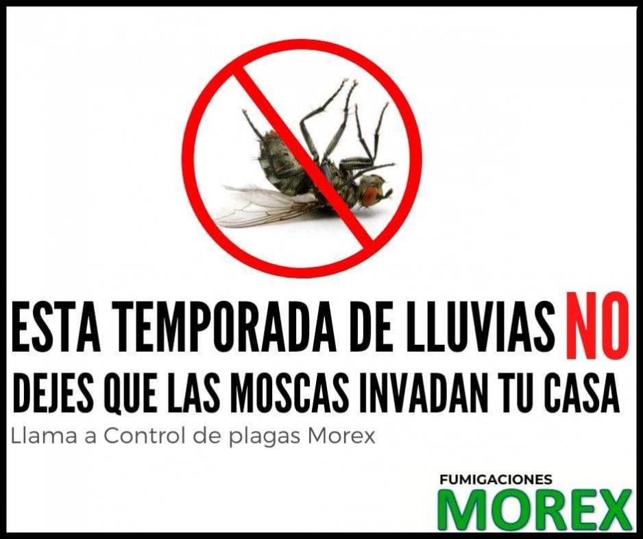 morex_moscas